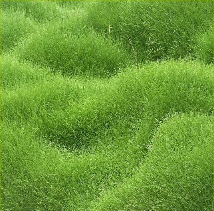 HIMANCHALI GRASS