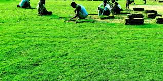 HIMANCHALI GRASS