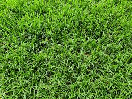 HIMANCHALI GRASS