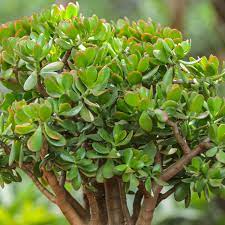 JADE PLANT